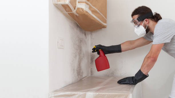 Professional Mold Inspection technician working in Yorktown, TX