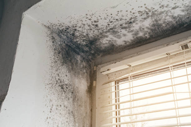 Trusted Attic Mold Removal service in Yorktown, TX - Cheap Mold Removal